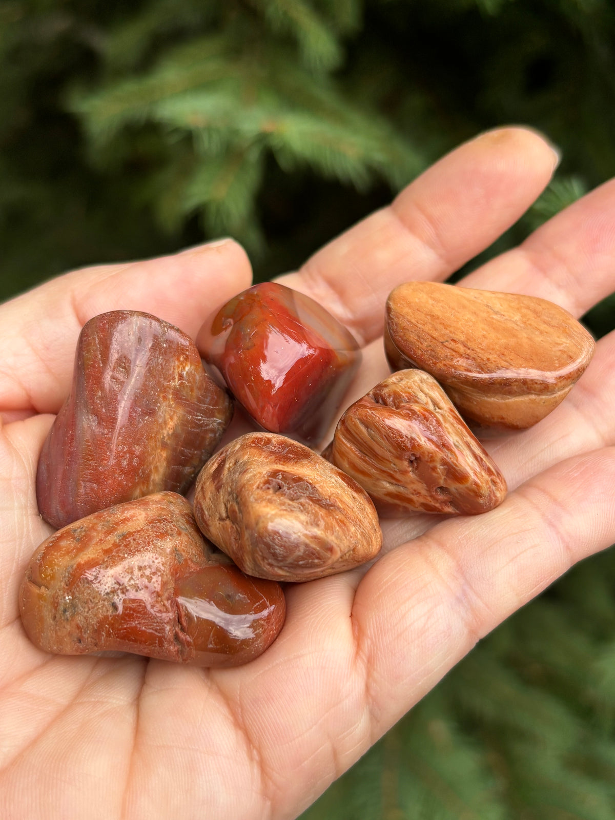 Petrified Stone, large tumbled stones