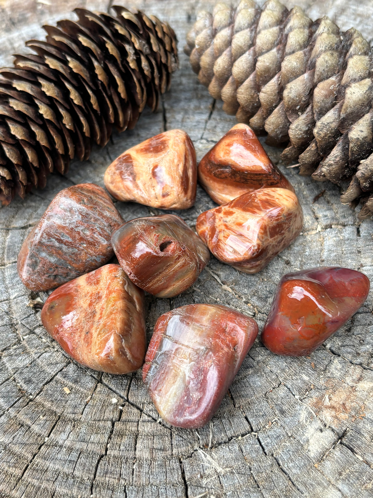 Petrified Stone, large tumbled stones